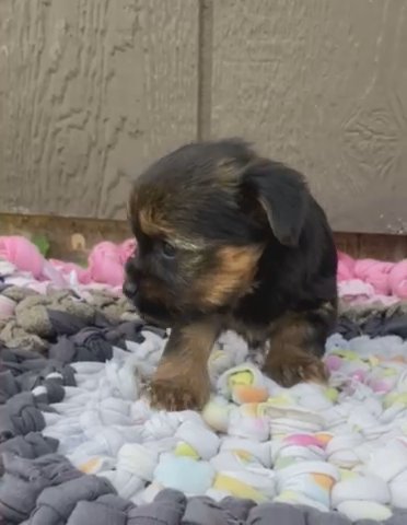 Yorkshire Terrier in Nashville, Tennessee