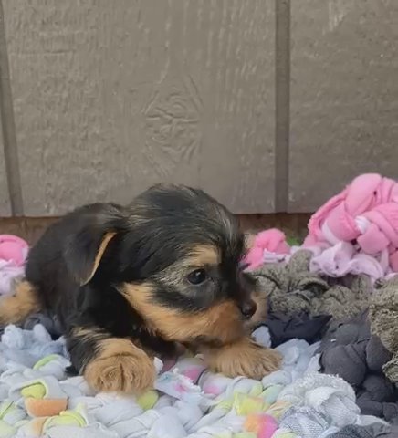 Purebred Yorkshire Terrier in Nashville, Tennessee