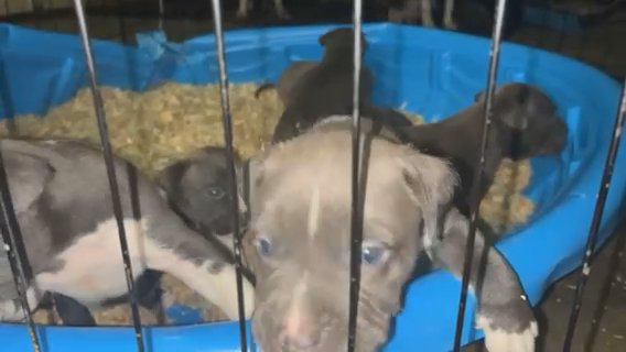 American Bully Puppy’s in Fort Wayne, Indiana