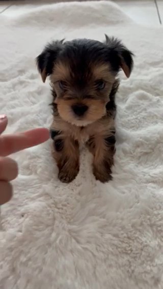 Male full blooded Yorkshire Terrier ( yorkie ) Named Gucci. in New Port Richey, Florida