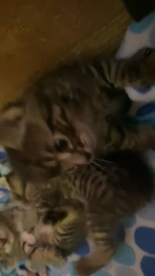 Manx’s Kittens Three Baby Boys in Seattle, Washington