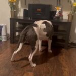 American Pitbull in New York City, New York