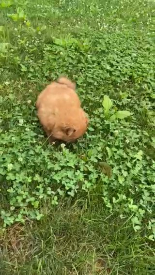 Chow Chow in New York City, New York