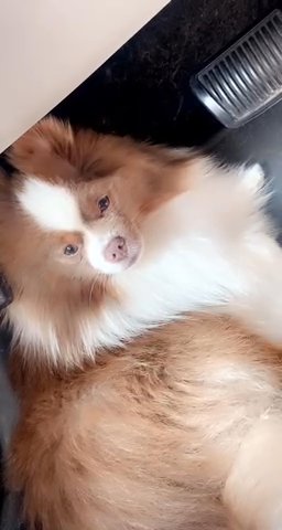 Pomeranian Pups in Columbus, Ohio