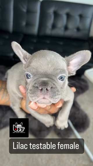 Solid Lilac Female Carrying Testable 8 Weeks in Houston, Texas