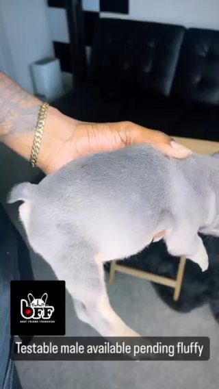 Male 8 weeks old carrying Testable in Houston, Texas