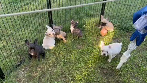 French Bulldog Puppy in Sacramento, California