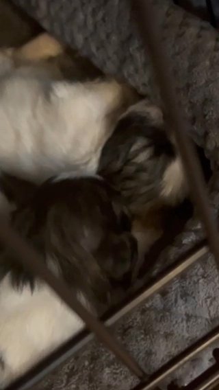 Pure Breed Shih Tzu in Allentown, Pennsylvania