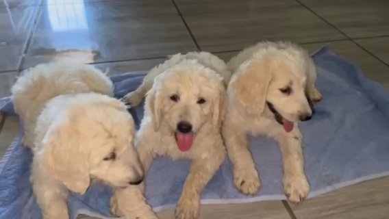 Golden Doodle in Los Angeles, California