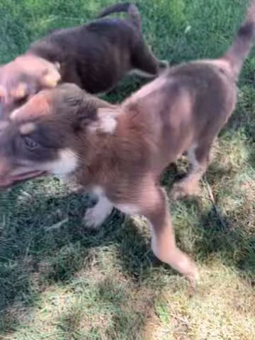 german shepard puppies in Nampa, Idaho