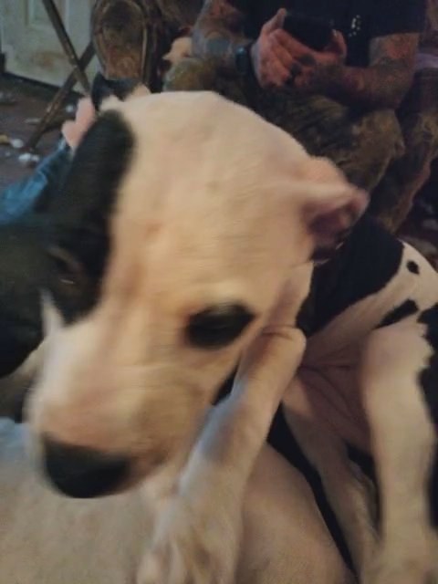 loving pup looking for her forever home in Cincinnati, Ohio