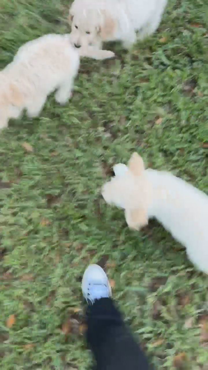 PUPPY 4 SALE, SELLING FAST!! in Arizona City, Arizona