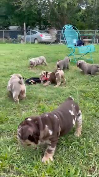 4 Male English Bulldog Pups in Dallas, Texas