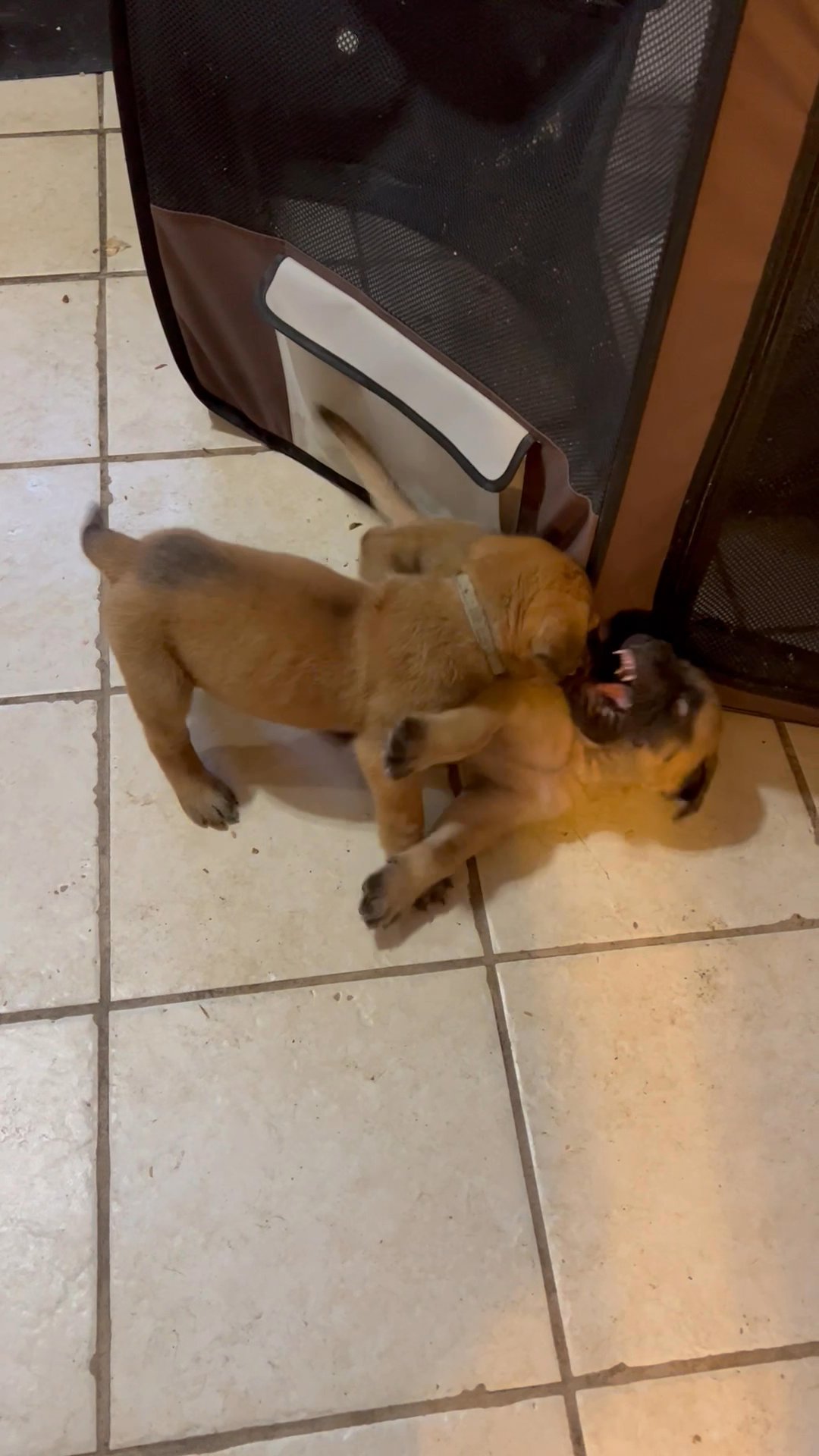 English Mastiff Puppies in Arizona City, Arizona