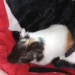 GUINEA PIG BABY in Rome, Georgia