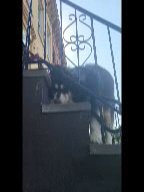 1yr old Alaskan mqlamute boy  $400  with papers nyc in New York City, New York