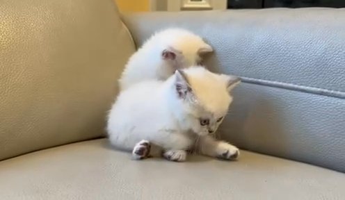 purebred scottish straight Kittens in Vancouver, Washington