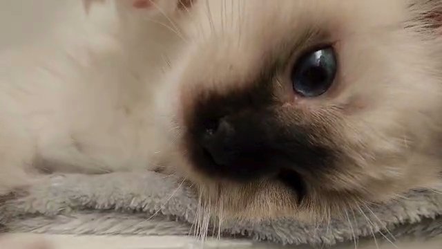 Ragdoll Kitten in Phoenix, Arizona