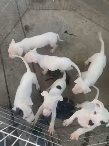Dogo Argentino in Sacramento, California