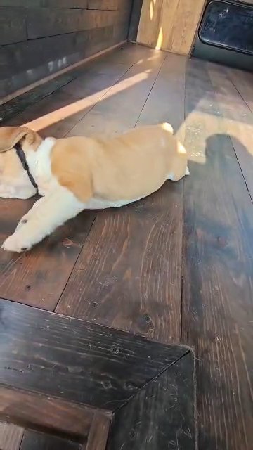 English Bulldog in Indianapolis, Indiana