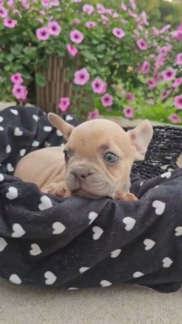 Male frenchie in Indianapolis, Indiana