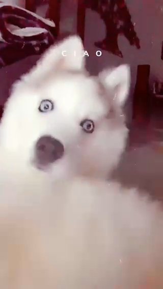 Queen Husky in Houston, Texas