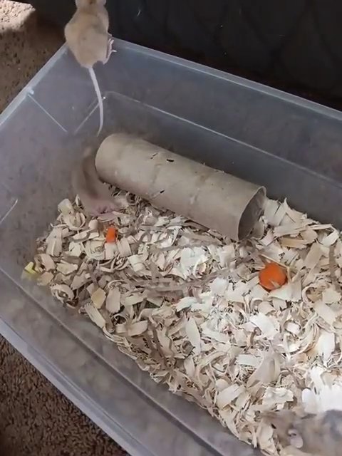 4 week old friendly female mice in Niagara Falls, New York