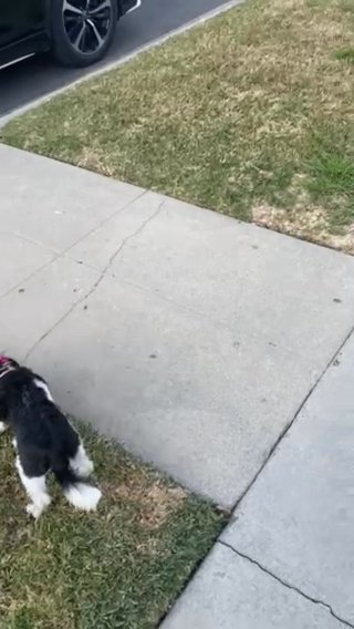 Mini Poodle in Lynwood, California