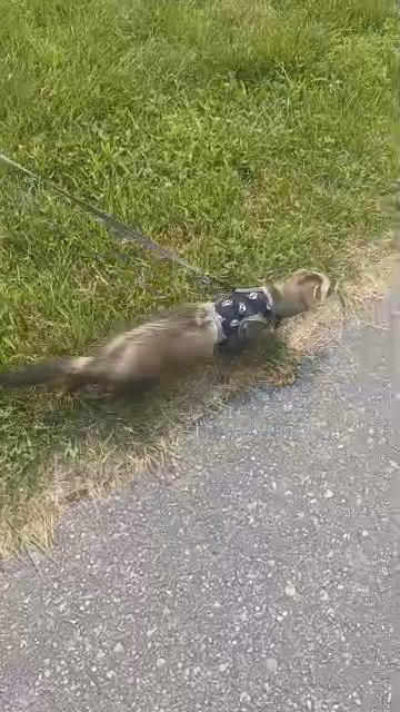Finn the ferret in Southgate, Michigan