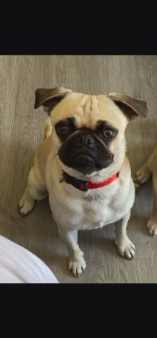 Frank The Pug in Oakland, California