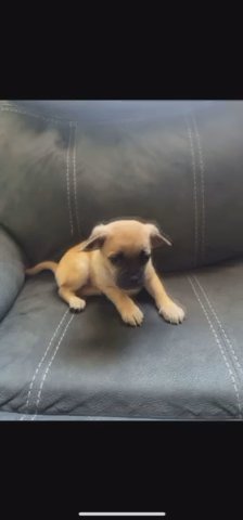 Pug Puppy in Oakland, California