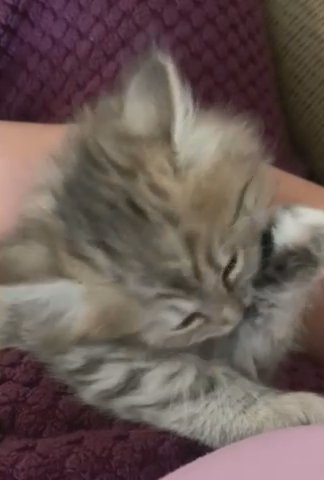 Siberian Kitten in Nashville, Tennessee