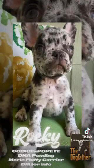 Rocky The Frenchie in Ontario, California