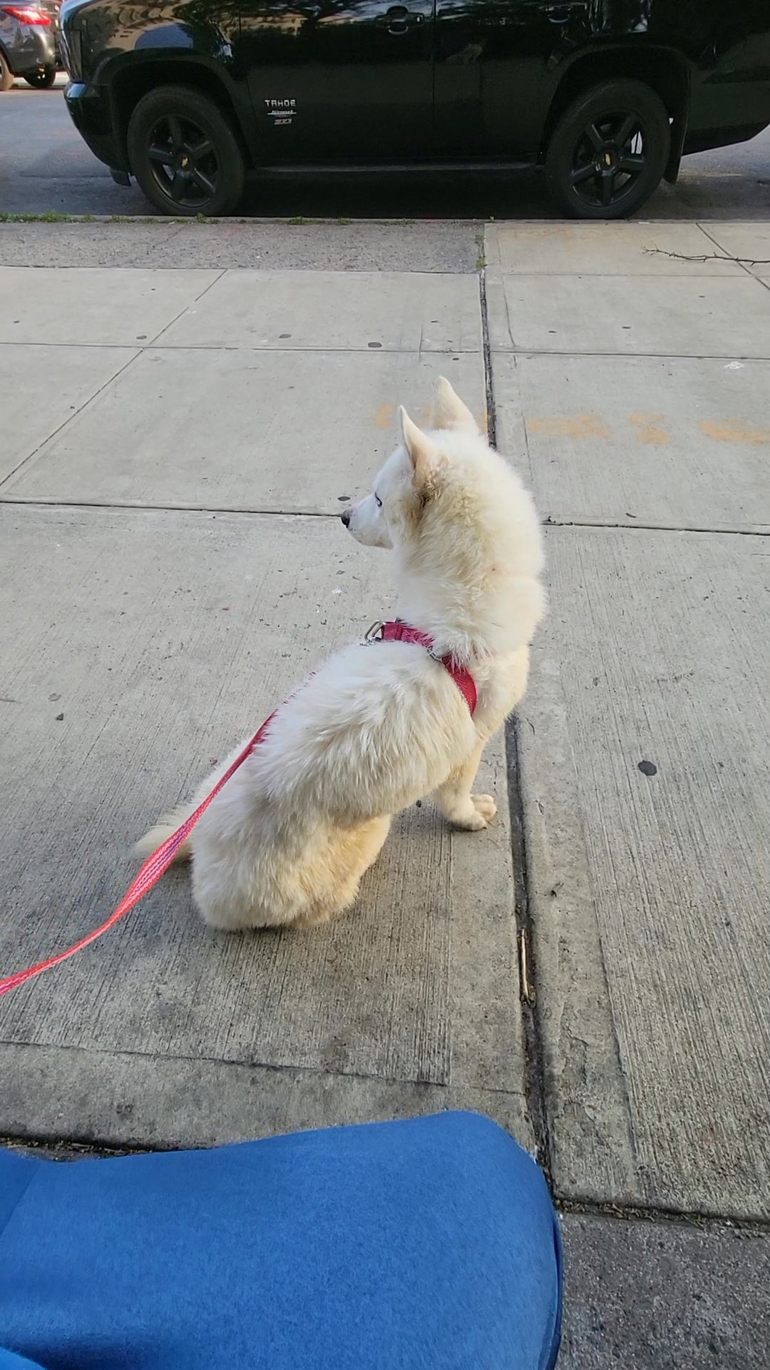 WHITE HUSKY GIRL HUGE 7MONTHS $700  BROOKLYN  NYC in New York City, New York