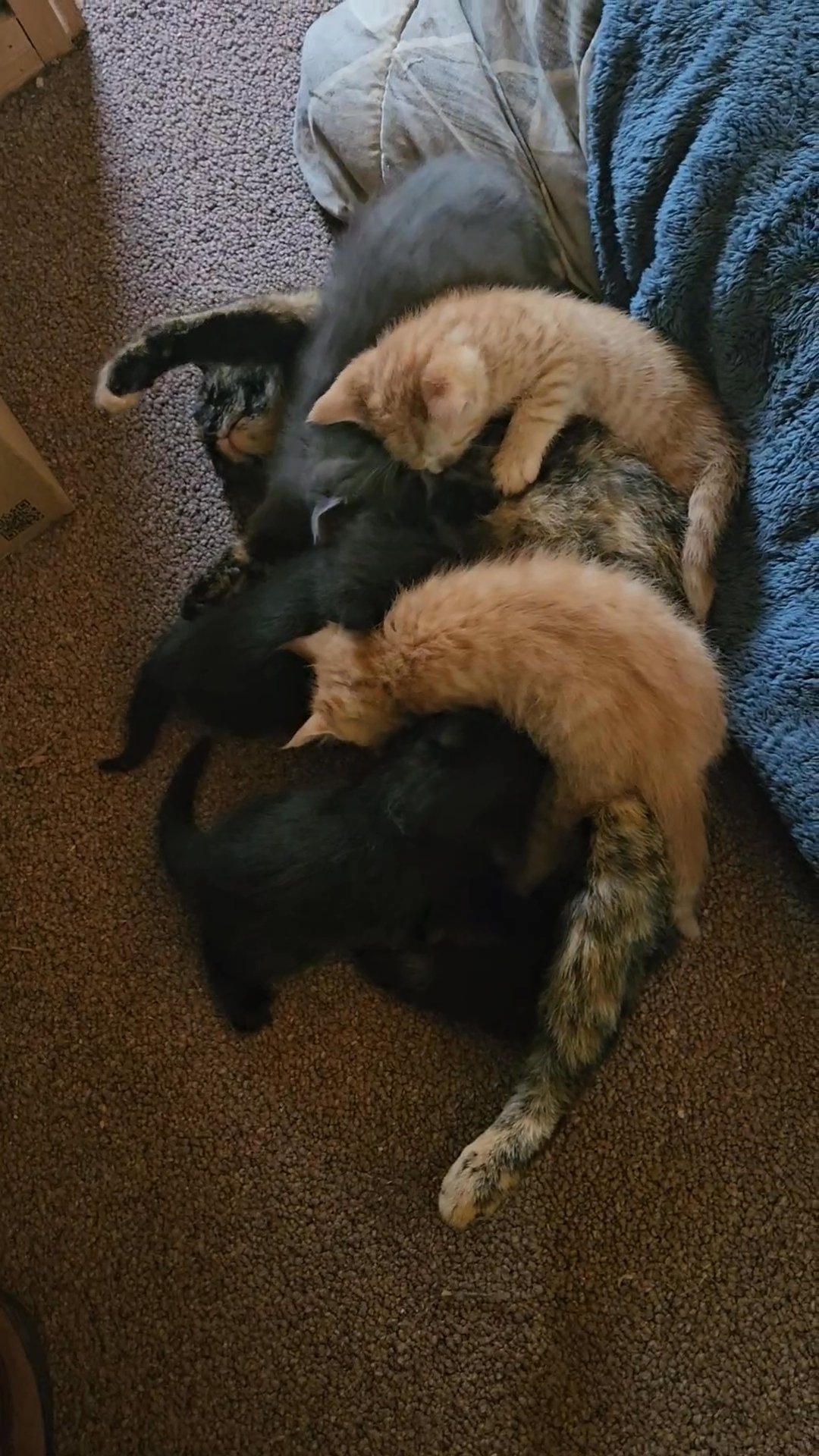 kittens for adoption in Redding, California