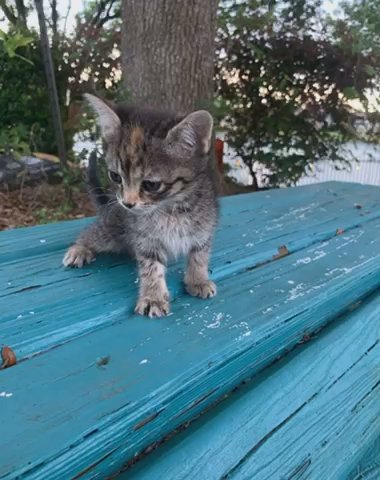 Baby Kitten in Houston, Texas