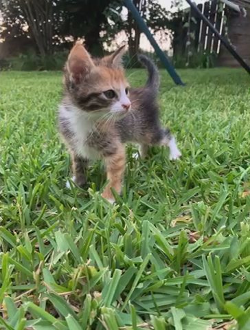 Baby Calico Female Kitten in Houston, Texas