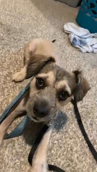 Free Puppy in Houston, Texas