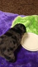 French Fluffy Merle in Houston, Texas