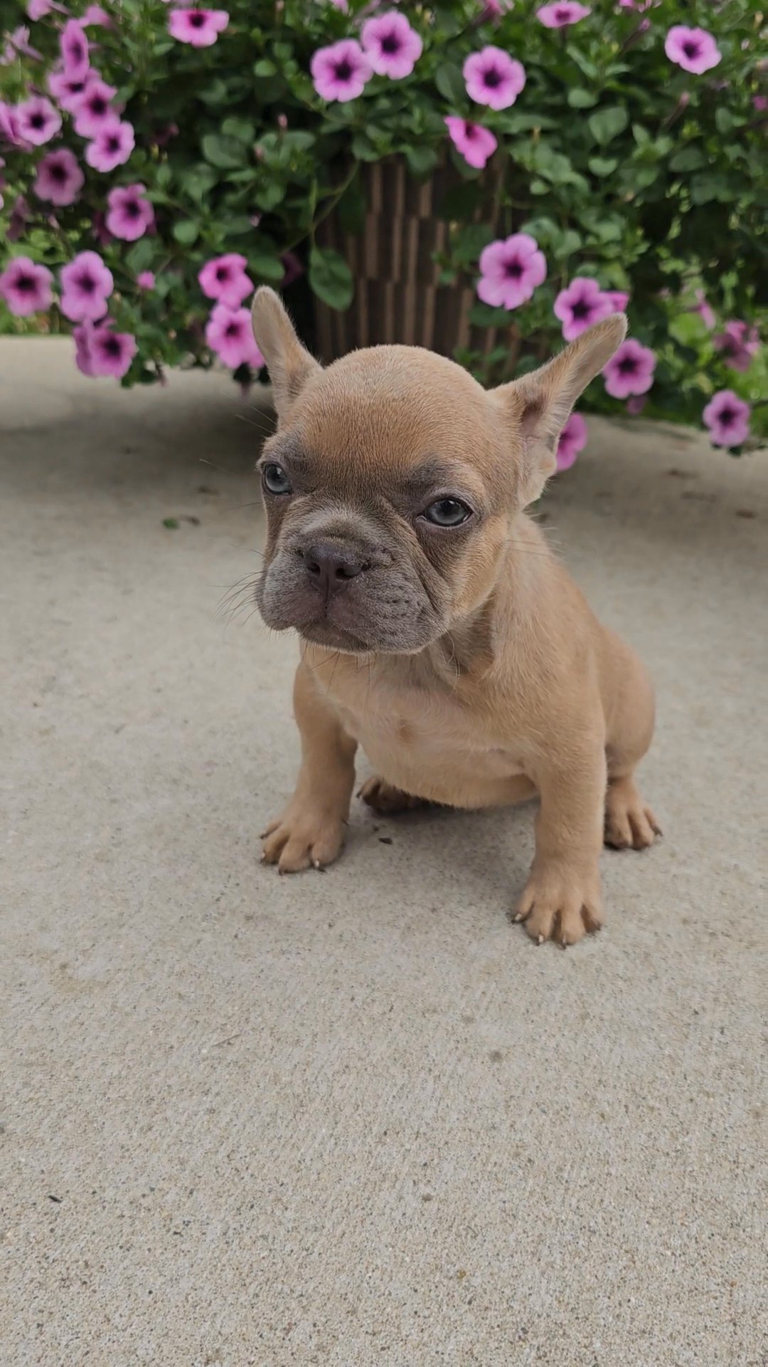 Female Frenchie in Indianapolis, Indiana
