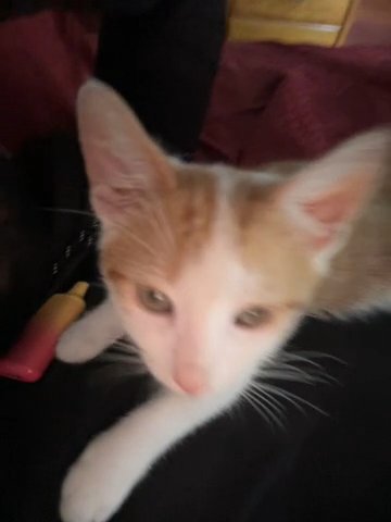 Kitten in Cleveland, Ohio