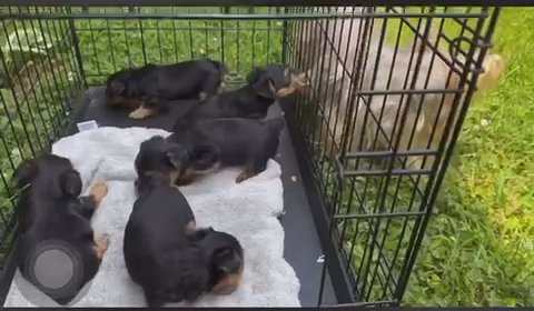 Yorkie puppies in Winston-Salem, North Carolina