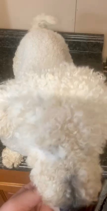 AKC registered Bichon Frise in Nashville, Tennessee