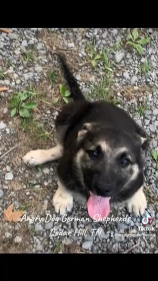 AKC German Shepherd Puppies Ready Now. in Nashville, Tennessee