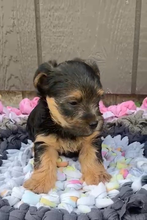 Yorkshire Terrier in Nashville, Tennessee