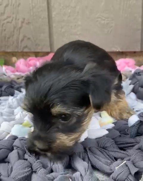 Yorkshire Terrier in Nashville, Tennessee