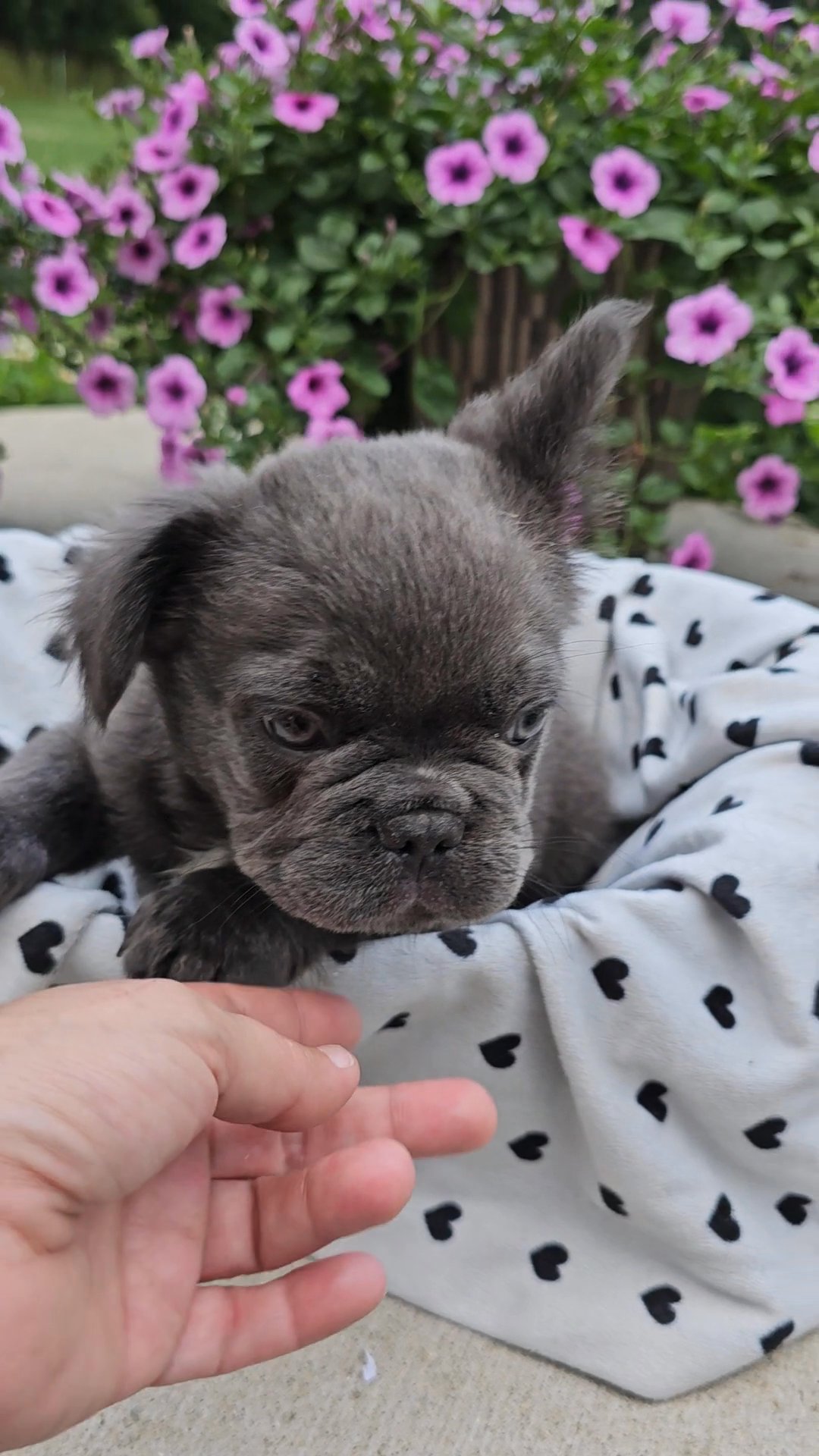 Fluffy Frenchie in Indianapolis, Indiana