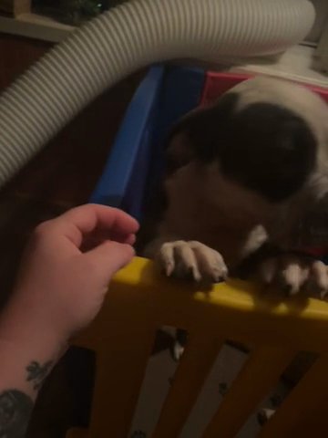 Bully Female For Sale in Syracuse, New York