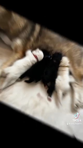 Siberian husky litter in Columbus, Ohio