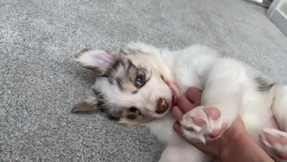 Border Collie Red Merle in Seattle, Washington